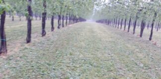 Grandine e vento, Coldiretti: “Non ci ha lasciato scampo”