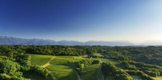 Dal Montello a Venezia, nasce il wine club Loredan Gasparini colline