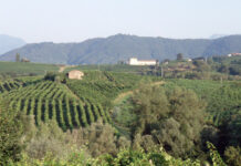 Antica Fiera di San Gregorio 2026: programma, eventi e novità a Valdobbiadene