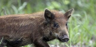 Emergenza cinghiali e peste suina, “Bisogna far presto”