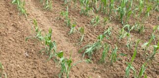 Maltempo: continuano i sopralluoghi di Coldiretti in campagna a Portogruaro Piante di mais spezzate