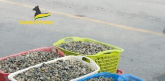 Sequestrati 600 kg di vongole prive della tracciabilità