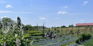 Frutta e verdura nelle scuole per “insegnare” le eccellenze DOP e IGP