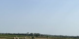 Ultimi giorni di trebbiatura nel veneziano, nella media le rese Una zona di campagna a San Michele al Tagliamento