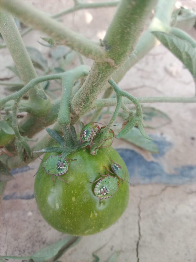 Cimici su pomodori