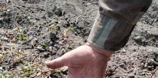 Coldiretti: “Siccità drammatica in campagna” Pianta di pomodori secca