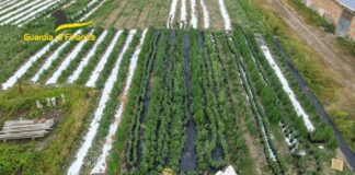 Sequestrata piantagione di marijuana con oltre 3.000 piante, un arresto La piantagione di marijuana sequestrata