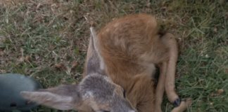 Cucciola di capriolo salvata dall’incendio della pineta a Bibione La cucciola di capriolo messa in salvo