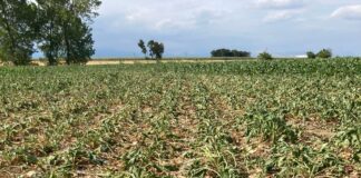 Coldiretti Venezia: “Situazione in campagna allo stremo per la siccità” L'effetto della siccità su un campo di barbabietole