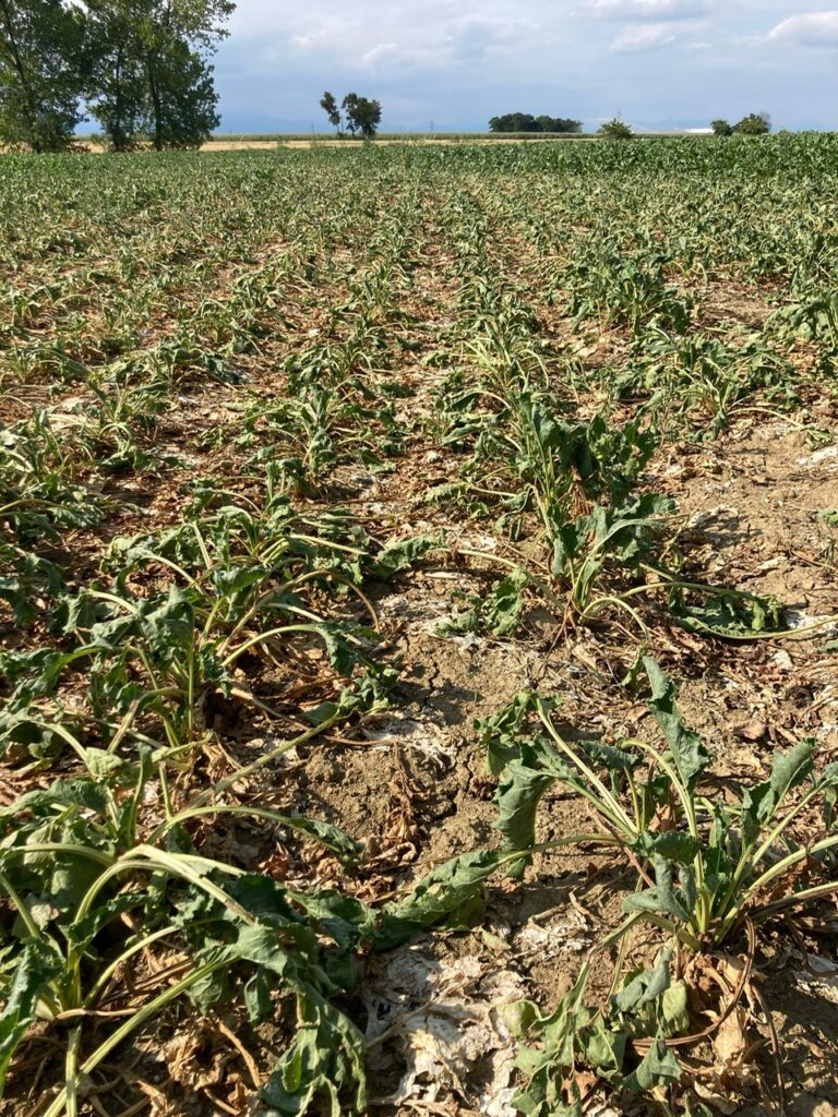 L'effetto della siccità su un campo di barbabietole