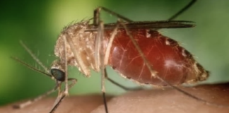 Virus West Nile, casi in aumento a Treviso virus west nile