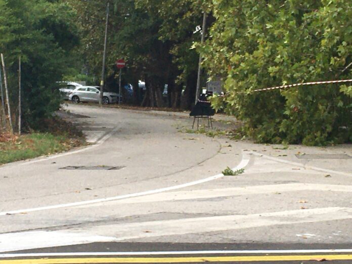 Un albero caduto a terra nei pressi di Via Porto di Cavergnago