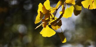 Ginkgo biloba, la pianta amica della memoria