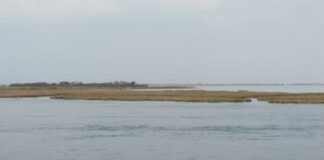 Coldiretti: “Nel veneziano non ci sarà miele di Barena” Barena