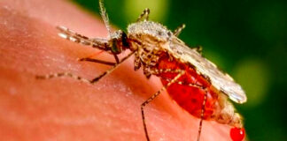 West Nile Virus, nuove disinfestazioni notturne Zanzara (immagine d'archivio)