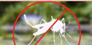 West Nile Virus: dalle 23 di oggi disinfestazione nella città di Treviso