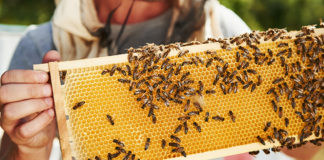 Coldiretti Venezia: “Apicoltura più produttiva ma più attenta all’ambiente” Un apicoltore - foto di repertorio