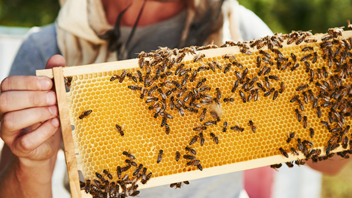 Un apicoltore - foto di repertorio