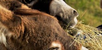 Nino, il primo asinello morto di West Nile in Veneto Asinelli - foto di repertorio