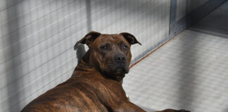 Al via la terza edizione del corso di formazione per proprietari di cani