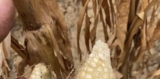 Siccità, Coldiretti: “Campagna del mais senza guadagno” Gli effetti della siccità sul mais