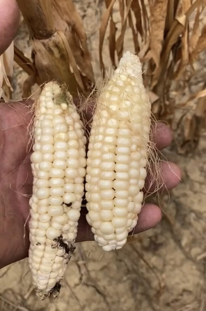 Gli effetti della siccità sul mais