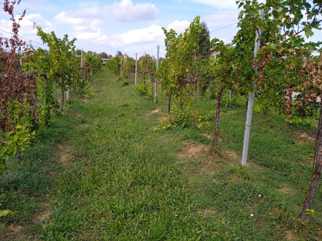 Un vigneto colpito da flavescenza dorata
