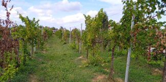 Coldiretti: “Vendemmia nel veneziano, basse rese per i vini bianchi” Un vigneto colpito da flavescenza dorata