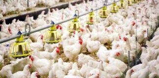 Influenza aviaria, focolaio a Volpago. 49.000 galline abbattute con urgenza