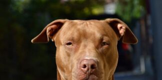 Polizia locale di Jesolo: entro l’anno la riorganizzazione del Comando, con una nuova unità cinofila Donovan’s Red Wesson, un American Pitbull Terrier che farà parte del Nucleo Cinofilo della Polizia Locale di Jesolo