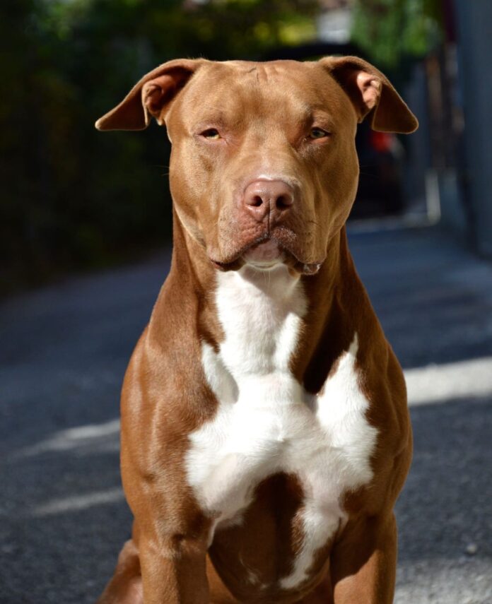 Donovan’s Red Wesson, un American Pitbull Terrier che farà parte del Nucleo Cinofilo della Polizia Locale di Jesolo