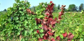 La Fiera dell’Agricoltura della Città di Mirano Agricoltura - immagine di repertorio