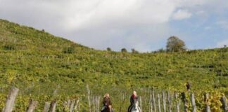 Zaia da Fieracavalli “Presto l’ippovia sulle colline del Prosecco”