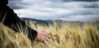 Voucher, per l’agricoltura veneta uno strumento importante