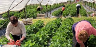 Lavoratori non comunitari, pubblicato il decreto flussi