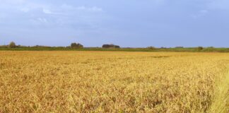 Riso, nel Delta del Po previsto un calo delle semine