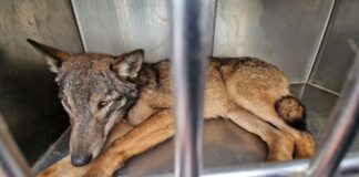 Lupa ferita nel bellunese: al sicuro al Centro di Recupero di Treviso