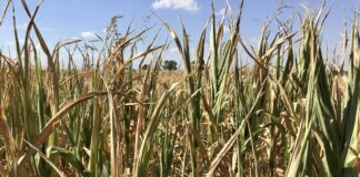 Frumento, in Veneto + 30% di semine a scapito del mais