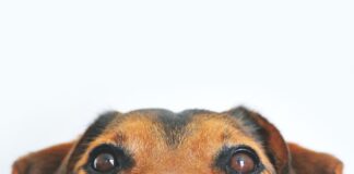 Allergie a cane e gatto: cause e sintomi