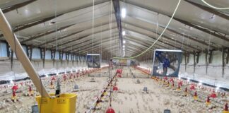 Aviaria, in arrivo gli indennizzi per i danni del 2021