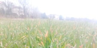 Coldiretti Venezia: “E’ mancato l’inverno ed è già allarme siccità in campagna” Siccità: varietà frumento precoce nel miranese