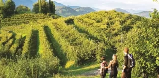 Colline del Prosecco, Zaia lancia il cofanetto dedicato ai 40 sentieri