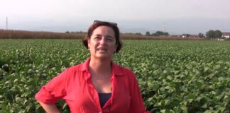 Mais, gli agricoltori vicentini dialogano con i produttori mondiali