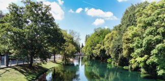 Treviso ha 5000 alberi in più rispetto al 2018