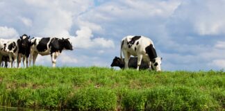 Allevamenti inquinanti come le industrie? “Ci vogliono affossare”