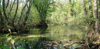 Parco dello Storga, prosegue la messa in sicurezza