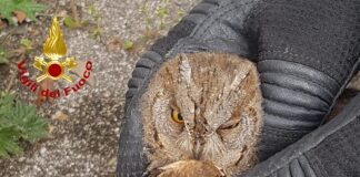 FOTONOTIZIA – Piccolo rapace disorientato salvato dai Vigili del Fuoco Il piccolo rapace, un assiolo, salvato dai Vigili del Fuoco