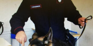 Este: droga a scuola, la trova il cane poliziotto