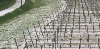 Maltempo: attivate le strutture regionali per i danni. Danni maltempo siccità