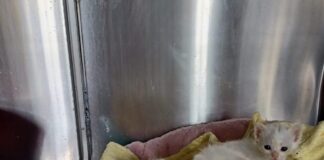 Emergenza gattini, l’Associazione GattiVagabondi: “aiutateci”